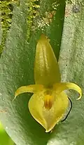 Pleurothallis phyllocardioides.