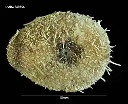 Antrechinus nordenskjoldi.