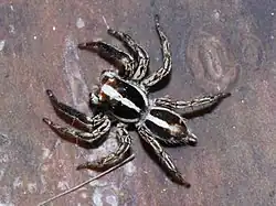 Plexippus paykulli ♂ (Inde)