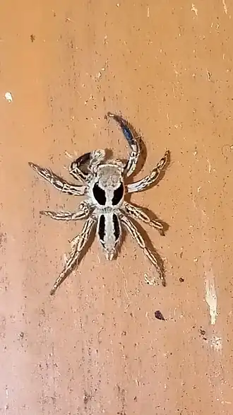 Description de l'image Plexippus petersi 164497920.jpg.