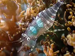 Pliopontonia furtiva