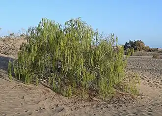 Description de l'image Plocama pendula kz04.jpg.