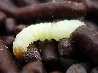 Description de cette image, également commentée ci-après