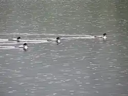 Plongeon huard sous la pluie à la réserve faunique de Matane