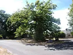 Chêne creux de Rosterch.