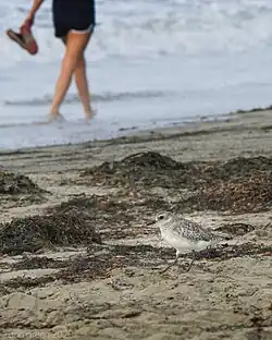 Photographie d'un Pluvier argenté sur une plage, avec un humain marchant dans l'eau en arrière-plan.