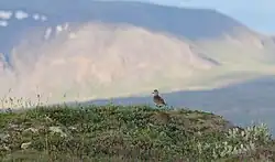 Photographie avec au premier plan un Pluvier doré vu de dos, en plumage nuptial, debout sur un promontoire rocheux avec un peu de végétation. À l'arrière-plan, une montagne.