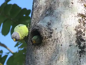 Perruches à tête prune femelles photographiées à Valparai