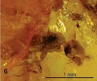 Description de l'image Plumalexius ZooKeys-130-515-g002b.jpg.