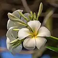 Plumeria (Frangipani) dans le Si Phan Don, Laos.