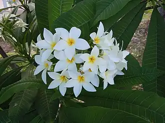 Description de l'image Plumeria obtusa (Les Saintes).JPG.
