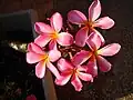 Plumeria rubra.