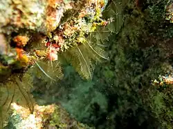 Une colonie d'hydraire du groupe des Plumularioidea