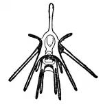 Autre schéma de pluteus.