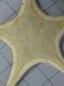 Plutonaster intermedius