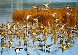 Photographie d'un groupe de Pluviers dorés et de Vanneaux huppés dans une zone humide, avec de la végétation.