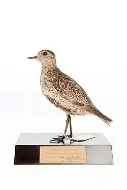 Photographie d'un spécimen de Pluvier doré empaillé, posé sur un socle, avec une étiquette attachée à la patte.