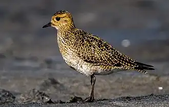 Pluvier doré en plumage internuptial : la tête et le dos sont mouchetés de jaune doré.