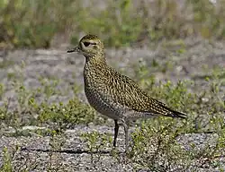 Photographie d'un Pluvier doré plumage hivernal.