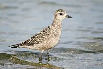 Pluvier bronzé juvénile marchant dans l'eau.