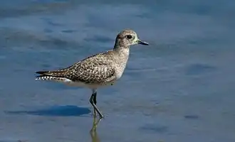 Photographie d'un Pluvier argenté.