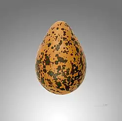 Photographie d'un œuf de couleur beige-marron avec des taches marron foncé.