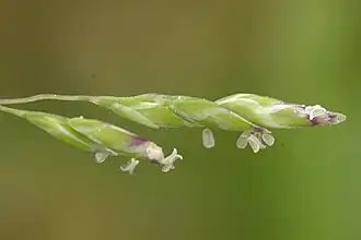 Épillets en fleur, anthères apparentes.