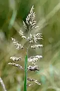 Panicule d'épillets (Poa pratensis).