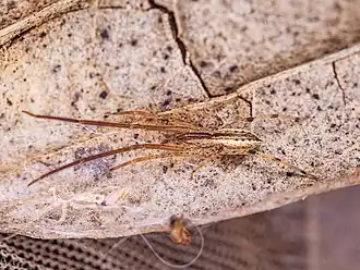 Description de l'image Poaka graminicola.jpg.