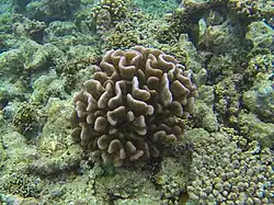 Pocillopora verrucosa