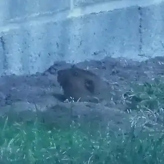 Description de l'image Pocket-mountain-gopher.jpg.