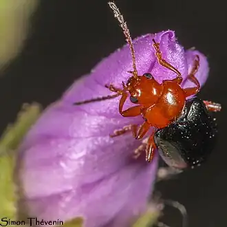 Description de cette image, également commentée ci-après