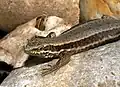 Au contraire, les écailles de Podarcis muralis ne sont pas carénées.