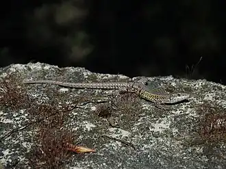 Description de l'image Podarcis virescens.jpg.