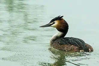 Le Grèbe huppé (Podiceps cristatus).