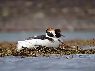 Description de l'image Podiceps gallardoi - Francisco González Táboas (1).jpg.