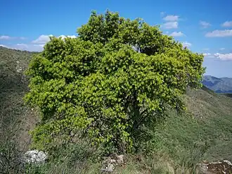 Description de l'image Podocarpus Parlatorei.jpg.