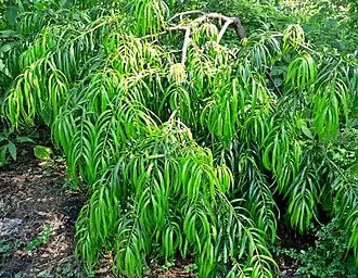 Description de l'image Podocarpus matudae reichii 1.jpg.