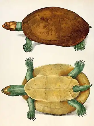 Description de l'image Podocnemis erythrocephala.jpg.