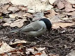 Petit oiseau rondouillard sur un sol de sous-bois, parmi les feuilles mortes. Il examine la terre.