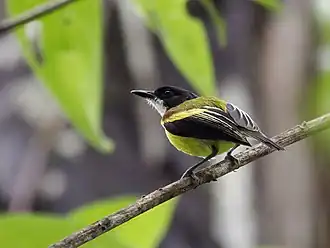 Description de l'image Poecilotriccus calopterus - Golden-winged Tody-Flycatcher.jpg.