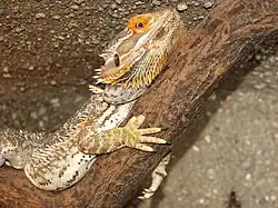 Individu mutant présentant une coloration orange ('red')