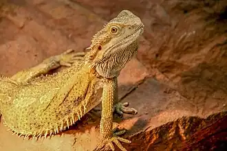 Description de l'image Pogona vitticeps (ok).JPG.
