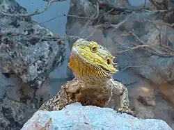 Individu mutant présentant une coloration jaune ('yellow')