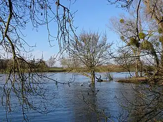 Photographie en couleurs d'une rive d'un cours d'eau, avec l'émergence de divers arbres dans l'eau.