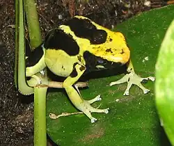 Dendrobates tinctorius "Regina"