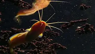 Description de cette image, également commentée ci-après