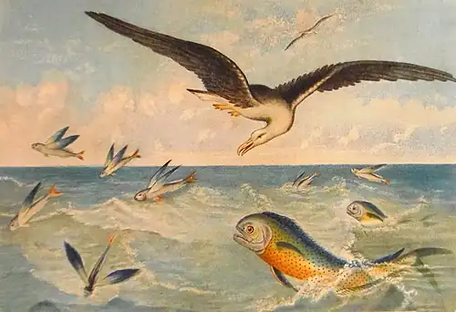 Illustration de Pierre Lackerbauer représentant des poissons volants, des dorades et des albatros (reproduction par Lebrun et Desjardins), extraite du Monde de la Mer de Alfred Moquin-Tandon, éditions Hachette, 1865.