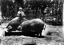 Élevage en Floride en 1917.