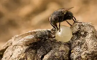 Deux mouches à viande (Pollenia rudis) sur un carpophore sénescent de Schizophyllum commune.